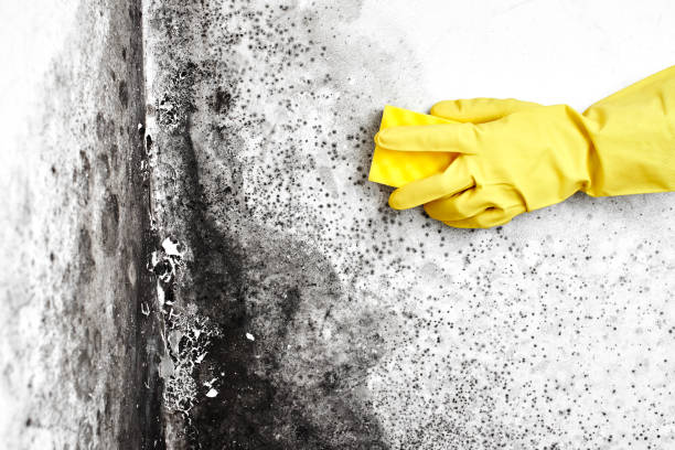 Best Mold Remediation  in Melbourne, AR