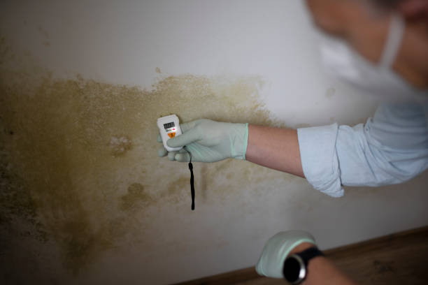 Best Mold Testing  in Melbourne, AR