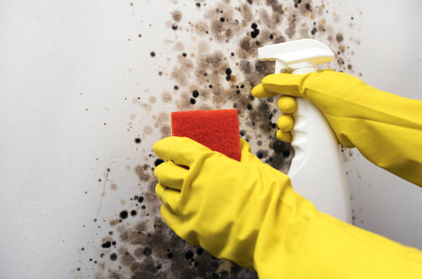 Best Crawl Space Mold Removal  in Melbourne, AR