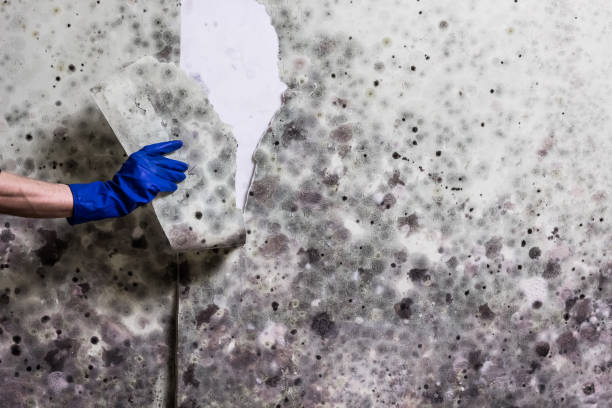 Best Professional Mold Removal  in Melbourne, AR